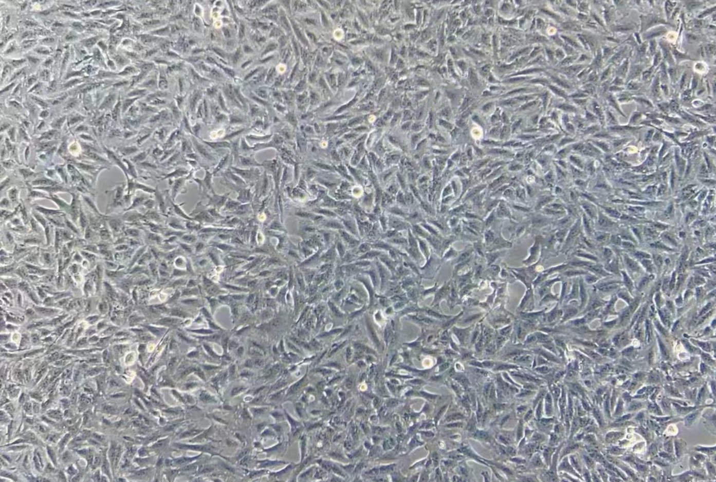 肺癌紫杉醇耐药株A549+Taxol(STR鉴定正确)