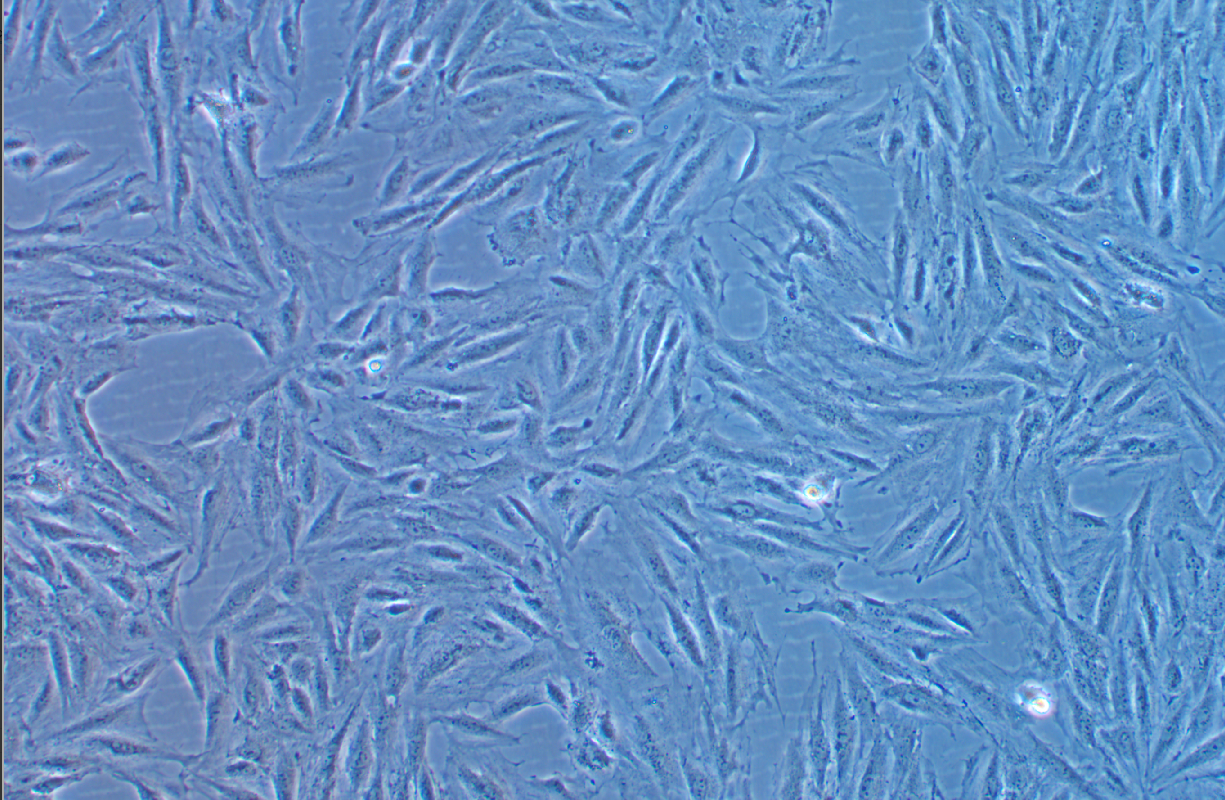 大鼠胚胎心肌细胞H9c2(2-1)+GFP